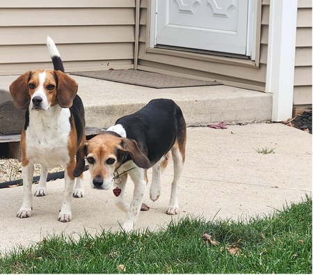 Entry image for Rowdy and Queenie. Clicking this image will show a larger photo