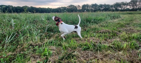 Entry image for LC. Clicking this image will show a larger photo