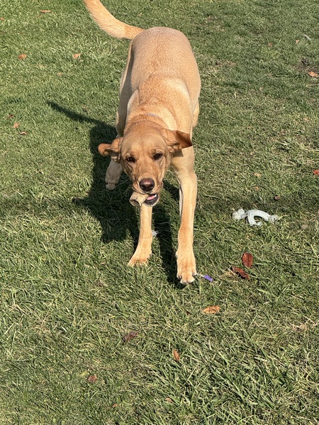 Entry image for Sandy. Clicking this image will show a larger photo