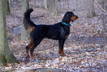 Entry image for Strider. Clicking this image will show a larger photo