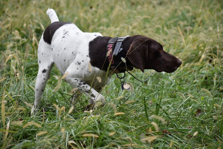 Entry image for Ingrid. Clicking this image will show a larger photo