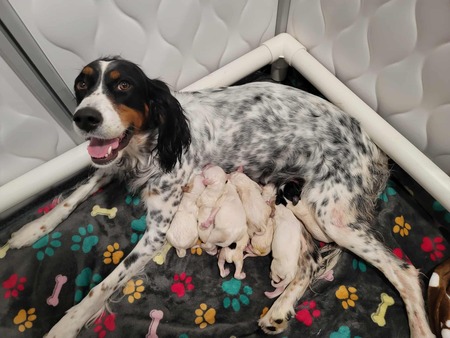 Entry image for Artemis & "The Mischief Monsters". Clicking this image will show a larger photo