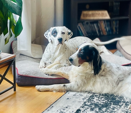 Entry image for Lizzie & Lolo. Clicking this image will show a larger photo