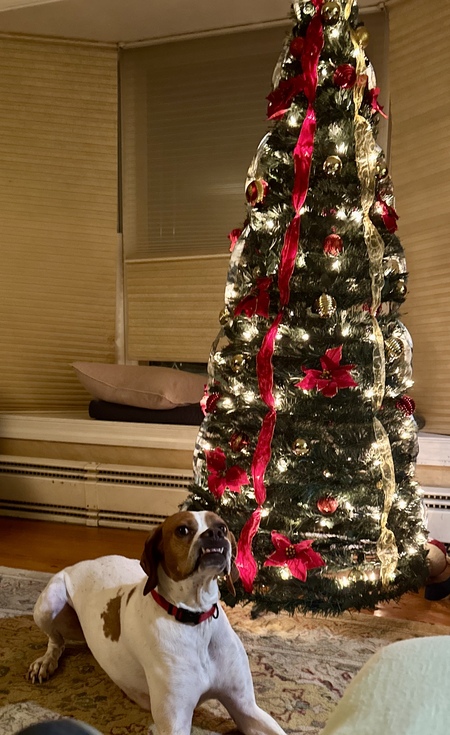 Entry image for Xuma. Clicking this image will show a larger photo