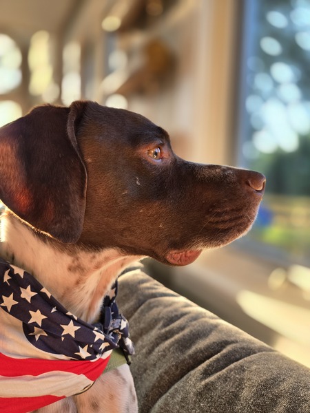 Entry image for Ned. Clicking this image will show a larger photo