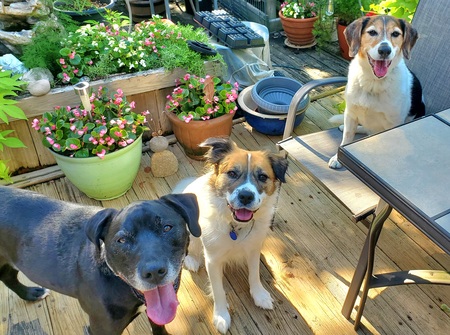 Entry image for Jake, Allyson & Wrigley . Clicking this image will show a larger photo