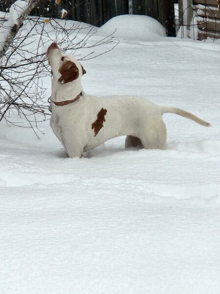 Entry image for Tenna. Clicking this image will show a larger photo