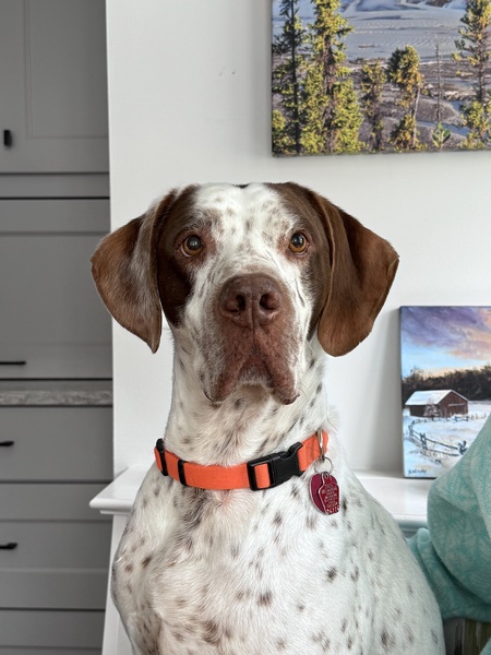 Entry image for Gerett. Clicking this image will show a larger photo