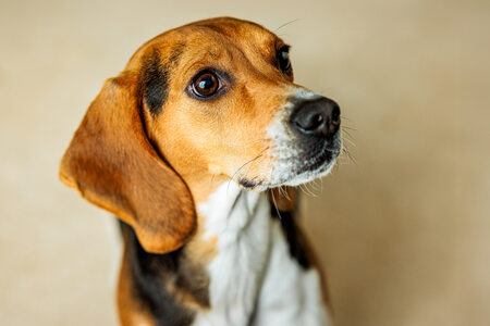 Entry image for Winston. Clicking this image will show a larger photo