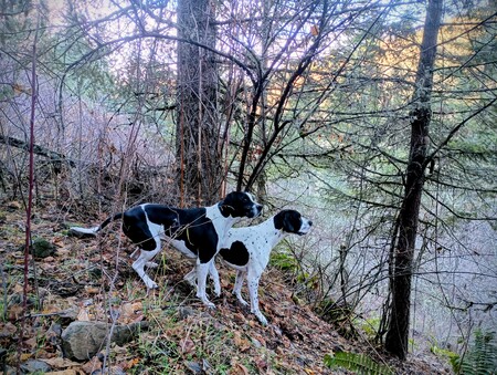 Entry image for Piper and Cody . Clicking this image will show a larger photo