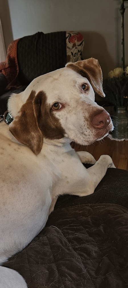 Entry image for Robin. Clicking this image will show a larger photo