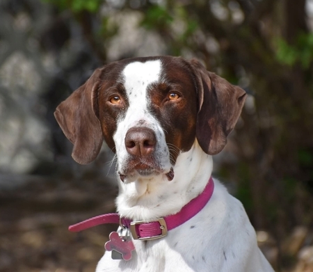 Entry image for Daisy. Clicking this image will show a larger photo