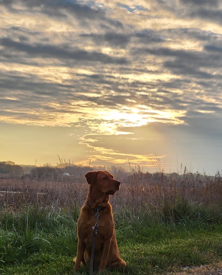 Entry image for Ruby. Clicking this image will show a larger photo