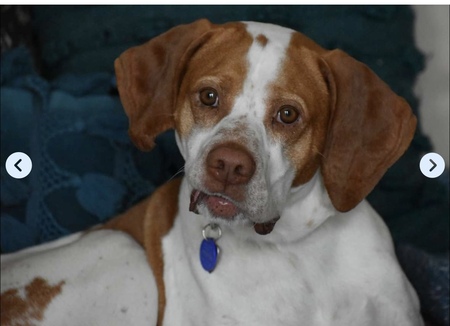 Entry image for Cody. Clicking this image will show a larger photo