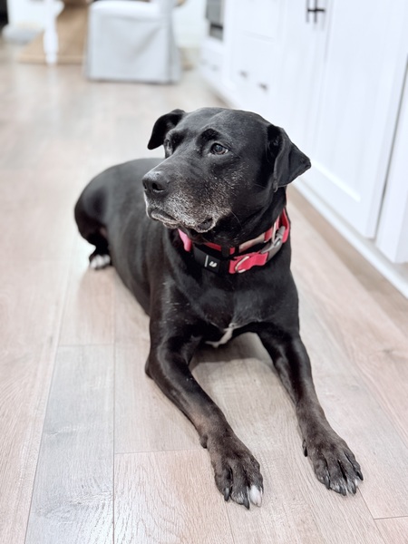 Entry image for Cirilla. Clicking this image will show a larger photo