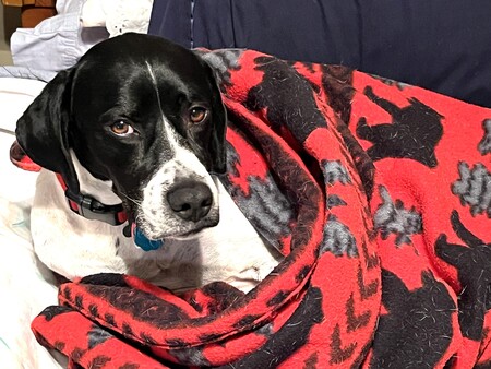 Entry image for Wyatt. Clicking this image will show a larger photo