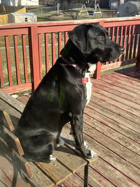 Entry image for Stetson. Clicking this image will show a larger photo