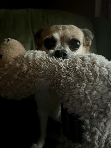 Entry image for Maisey. Clicking this image will show a larger photo