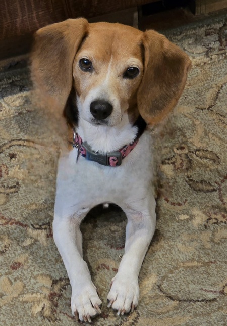 Entry image for Hazel. Clicking this image will show a larger photo