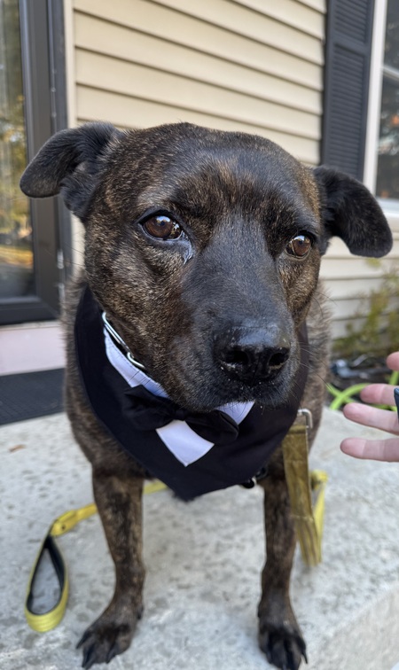 Entry image for Clemson “Clemmie”. Clicking this image will show a larger photo