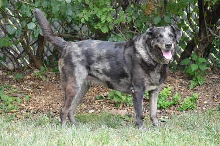 Entry image for Honey. Clicking this image will show a larger photo