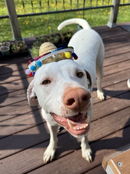 Entry image for Geddy Lee. Clicking this image will show a larger photo