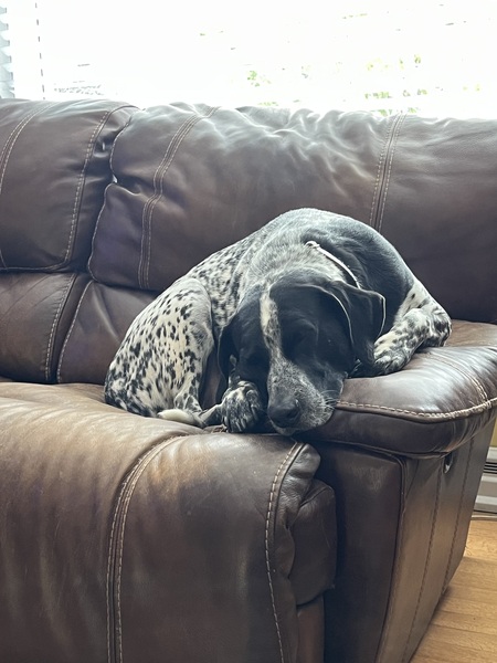 Entry image for Watson. Clicking this image will show a larger photo