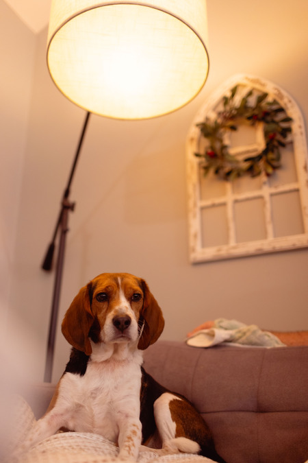 Entry image for Rocky. Clicking this image will show a larger photo