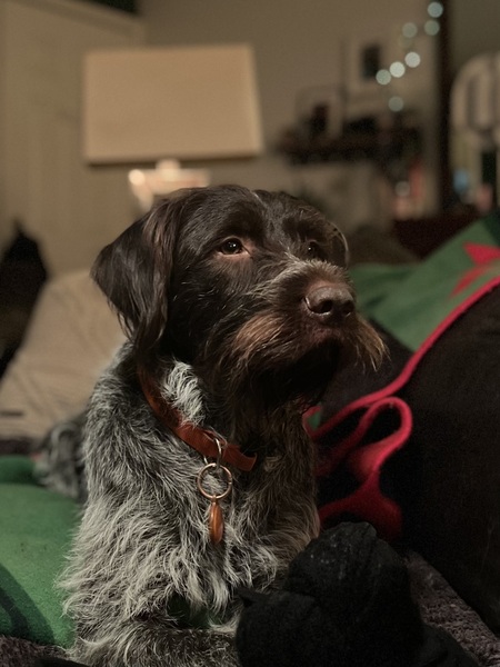 Entry image for Beck aka Becky aka Beckett. Clicking this image will show a larger photo