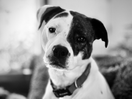 Entry image for Albert . Clicking this image will show a larger photo