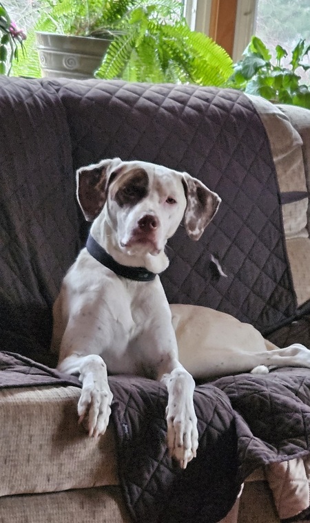 Entry image for Rudy. Clicking this image will show a larger photo