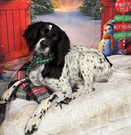 Entry image for Winston. Clicking this image will show a larger photo