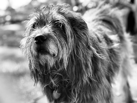 Entry image for Miss Gracie. Clicking this image will show a larger photo