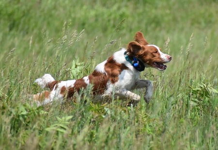 Entry image for RJ. Clicking this image will show a larger photo