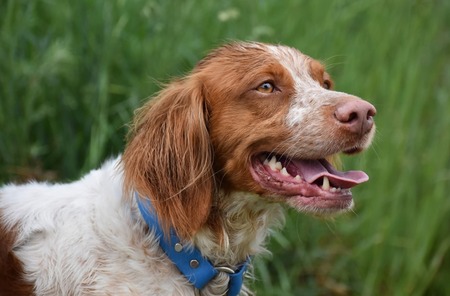 Entry image for Harvey. Clicking this image will show a larger photo