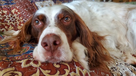 Entry image for Georgie. Clicking this image will show a larger photo