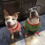 Entry image for Maya & Gus