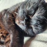 Entry image for Nite Nite