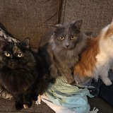 Entry image for Scarlett, Winnie, Gus