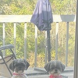 Entry image for Millie and Mollie