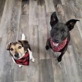 Entry image for Bandit and Leroy