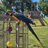 Entry image for Max