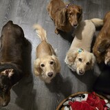 Entry image for Molly, Sunnie, Sophie, Lyla, Zoey