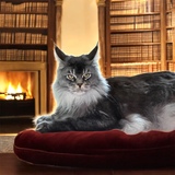 Entry image for Samson