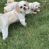 Entry image for Oscar Dog La Renta & Buster