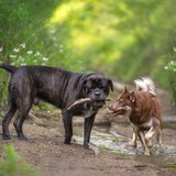 Entry image for Capone and Crowley 