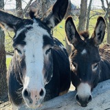 Entry image for Gus & Leo