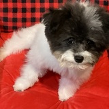 Entry image for Bandit Wills