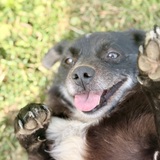 Entry image for Bubba