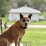 Entry image for Ginger